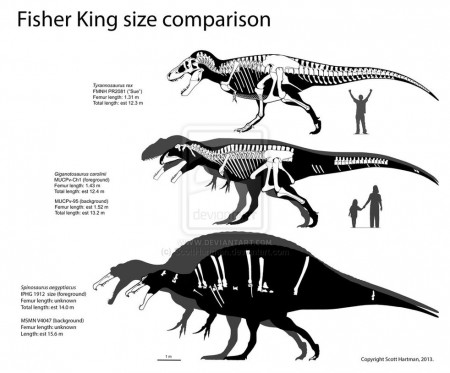 Comparación de Tamaño de Spinosaurus con Giganotosaurus Carolini y Tyrannosaurus rex