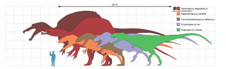 Comparación de tamaño de Spinosaurus con otros Teropodos