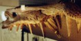 /album/fotogaleria/spinosaursnout-jpg/